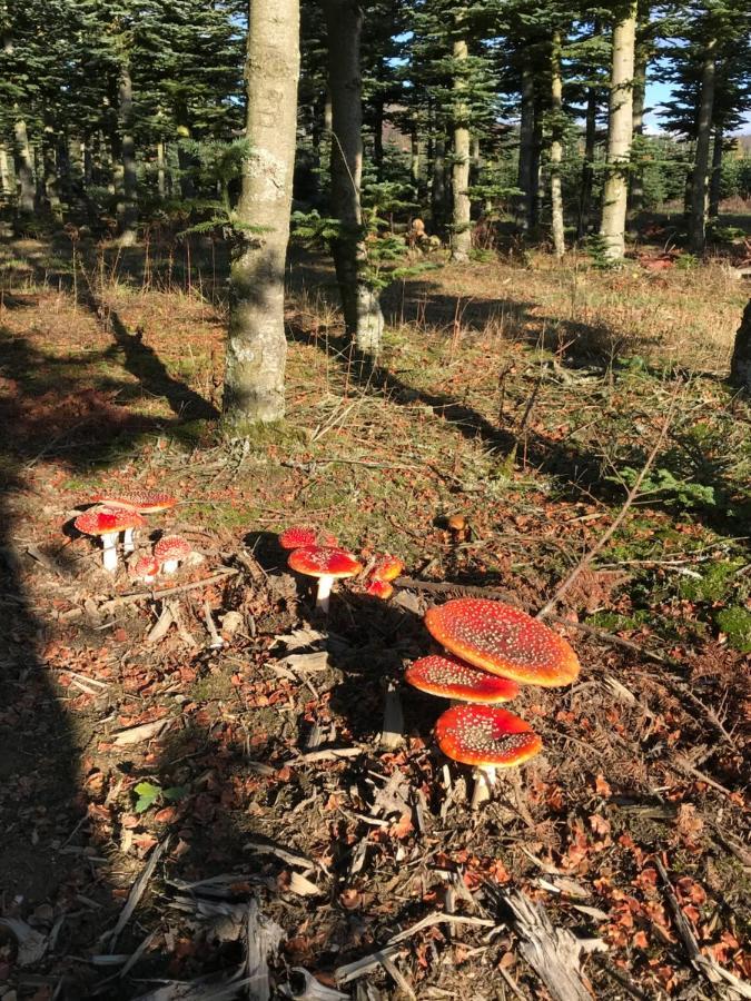 Landhaus Silbach Winterberg Exteriér fotografie